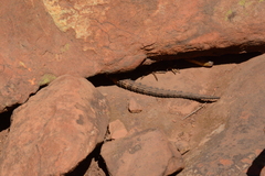 Pseudocordylus melanotus