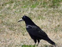 Corvus frugilegus