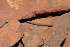 Pseudocordylus melanotus