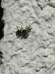 Salticus scenicus