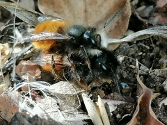 Osmia cornuta