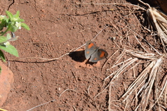 Stygionympha wichgrafi