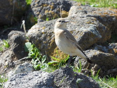Oenanthe isabellina