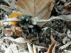 Osmia cornuta