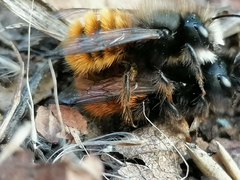 Osmia cornuta