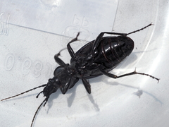 Carabus exaratus