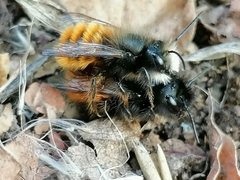 Osmia cornuta