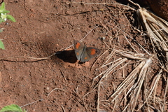 Stygionympha wichgrafi