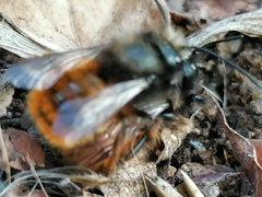 Osmia cornuta