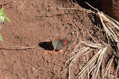 Stygionympha wichgrafi