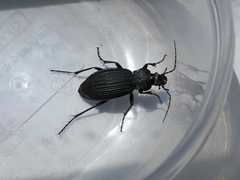 Carabus exaratus