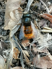 Osmia cornuta