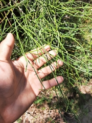 Ephedra tweedieana