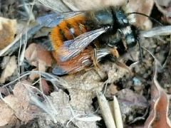 Osmia cornuta