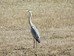 Ardea cinerea