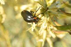 Lytta sublaevis