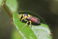 Hylaeus elegans