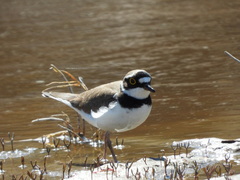 Charadrius dubius