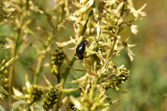 Lytta sublaevis