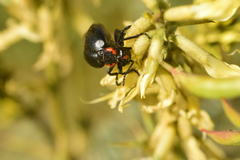 Lytta sublaevis