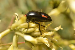 Lytta sublaevis