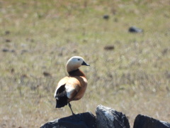 Tadorna ferruginea