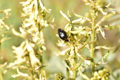 Lytta sublaevis