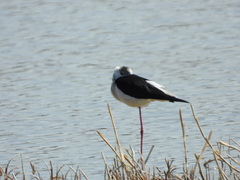 Himantopus himantopus