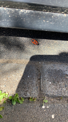 Pyrrhocoris apterus