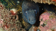 Mediterranean Moray