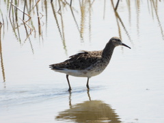 Calidris pugnax