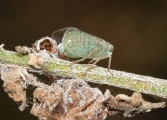 Neaethus grossus