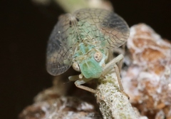 Neaethus grossus