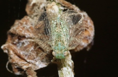 Neaethus grossus