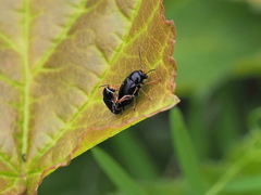 Cryptocephalus flavipes