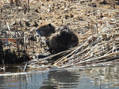 Myocastor coypus