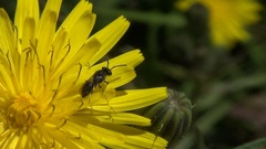 Hylaeus