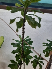 Euphorbia lophogona