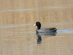 Fulica atra