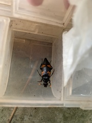 Nicrophorus nepalensis