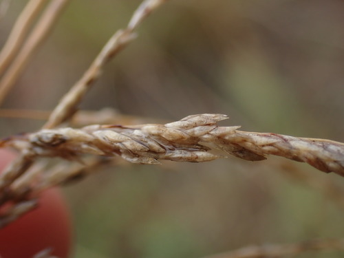 Eragrostis curvula