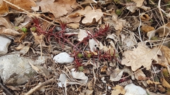 Petrosedum ochroleucum