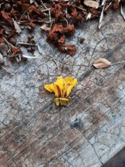 Peltophorum pterocarpum