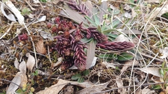 Petrosedum ochroleucum