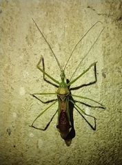 Zelus couturieri