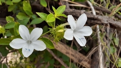 Barleria elegans orientalis