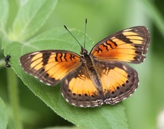 Junonia sophia