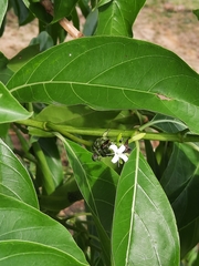 Lepidotrigona terminata