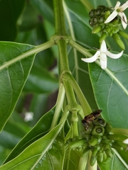 Lepidotrigona terminata