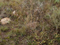 Cymbopogon pospischilii